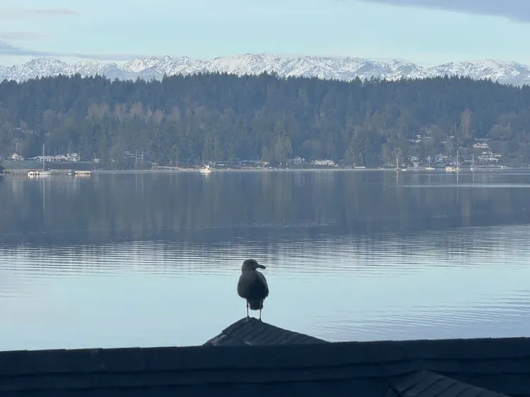 A seagull on the rail with the Olympic Mountains across Liberty Bay